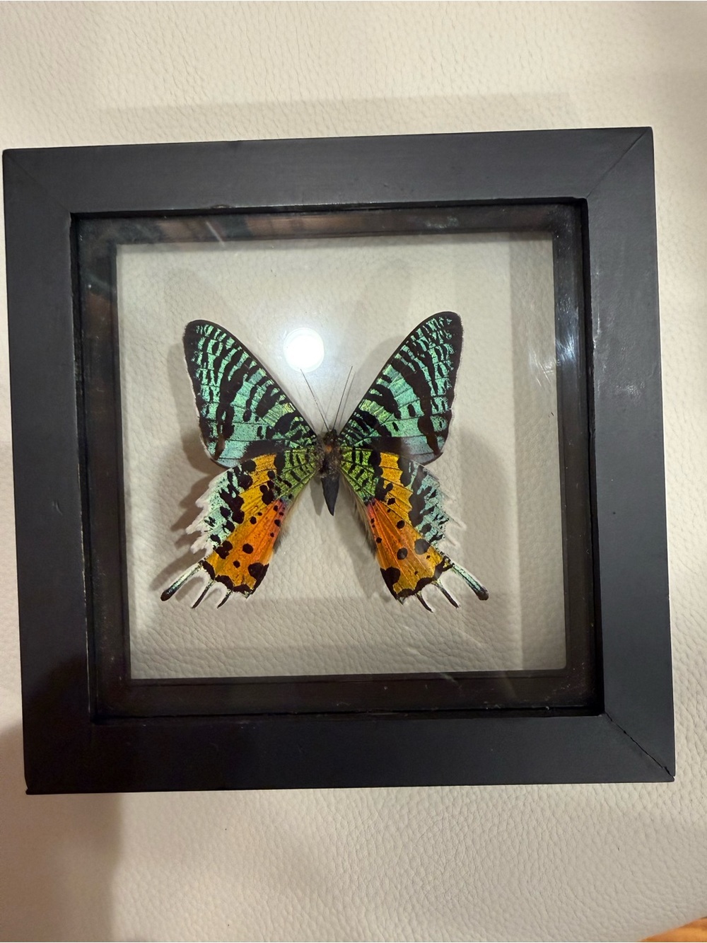 A single Urania or Sunset Moth framed Green and Orange Butterfly Wall Art